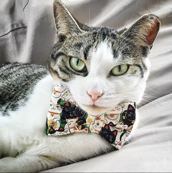 Cat Bow Ties – Notso Kitty