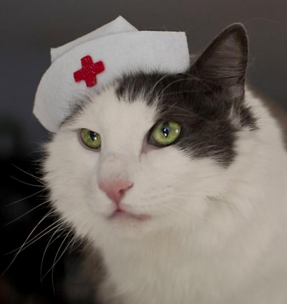 Nurse hat for Cats