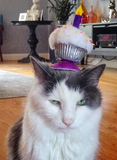 Cupcake Cat Hat