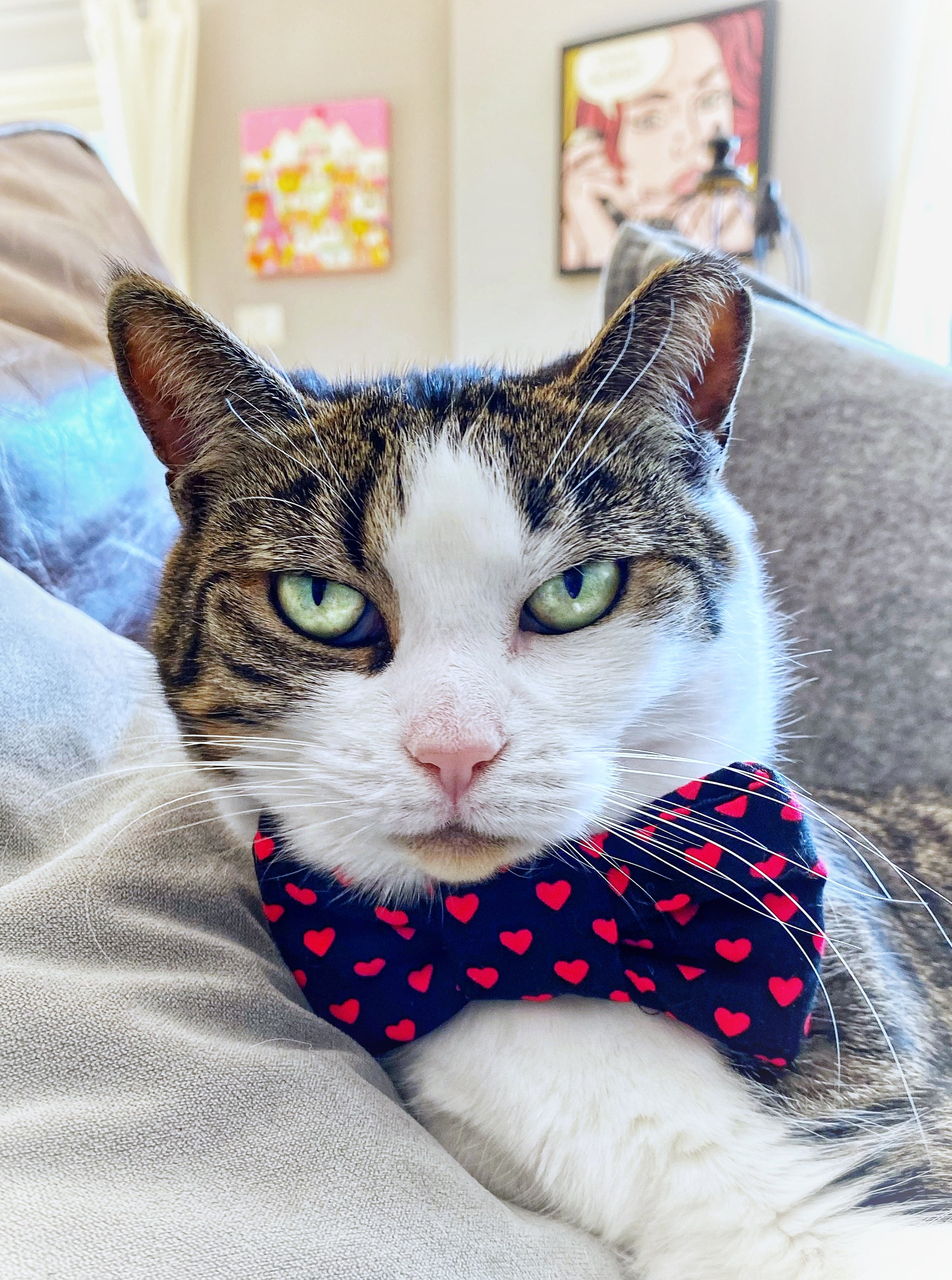 Cat Bow Ties Notso Kitty