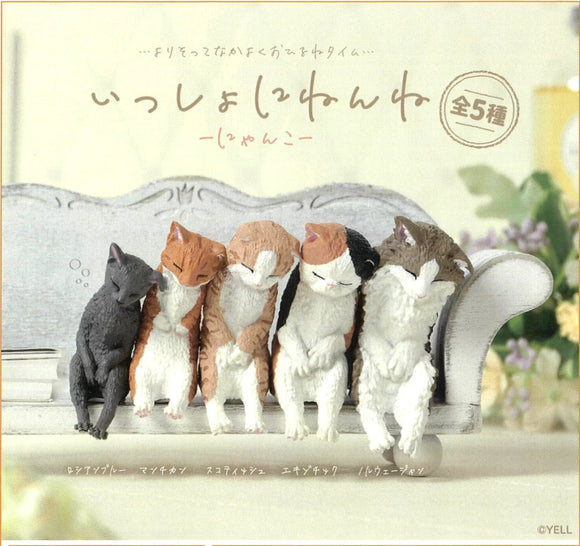 Sleepy Cats Blind Box