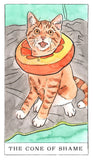 Kitten Oracle by Megan Lynn Kott