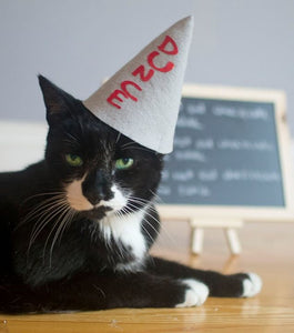 Dunce Kitty Cat Hat