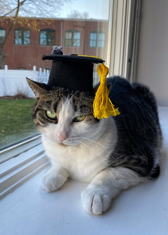 Graduation Kitty Cap for Cats