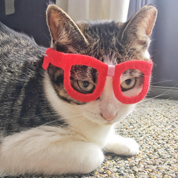 Nerd Glasses for Cats