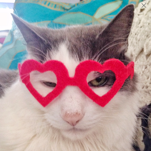 Heart Glasses for Cats