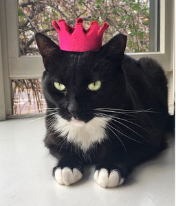 Cat in tiara hot sale