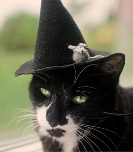Witch Kitty of Salem Cat Hat