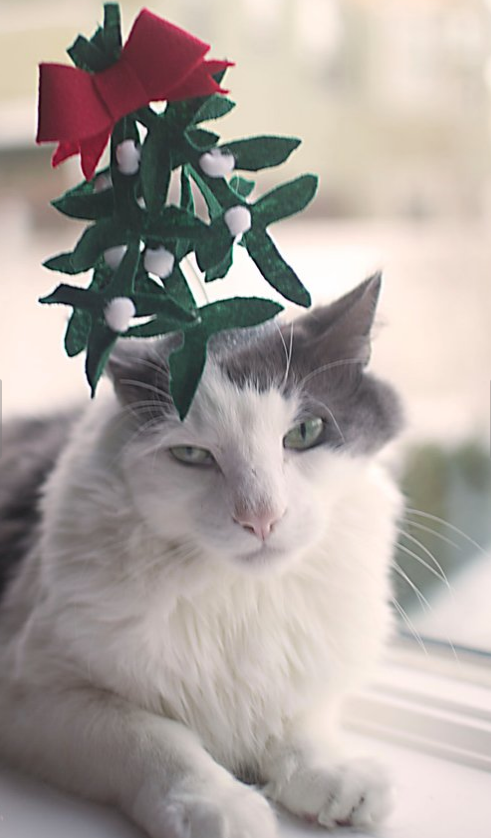 Mistletoe Cat Hat
