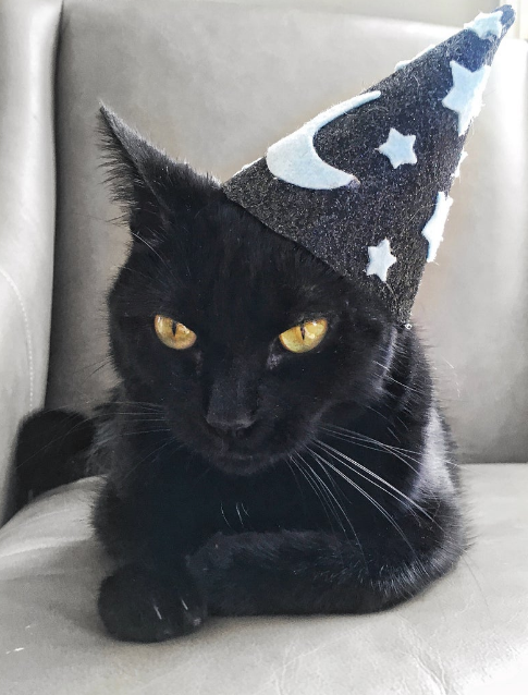 Cat Hats – Notso Kitty