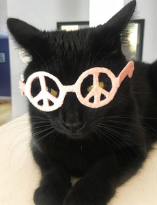 Peace Glasses for Cats