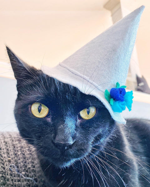 Cat in cheap witch hat